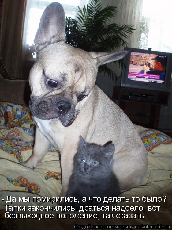 Котоматрица: - Да мы помирились, а что делать то было? Тапки закончились, драться надоело, вот безвыходное положение, так сказать