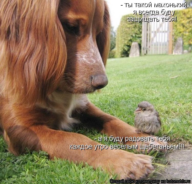 Котоматрица: - ты такой махонький,  я всегда буду  защищать тебя! - а я буду радовать тебя каждое утро веселым щебетаньем!!!
