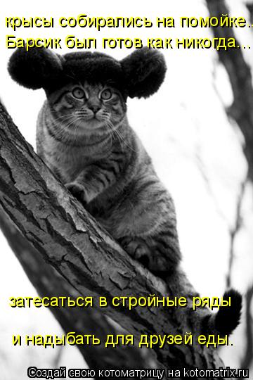 крысы собирались на помойке... Барсик был готов как никогда... затесаться в стройные ряды и надыбать ... Котоматрица: крысы собирались на помойке... Барсик был готов как никогда... затесаться в стройные ряды и надыбать для друзей еды.