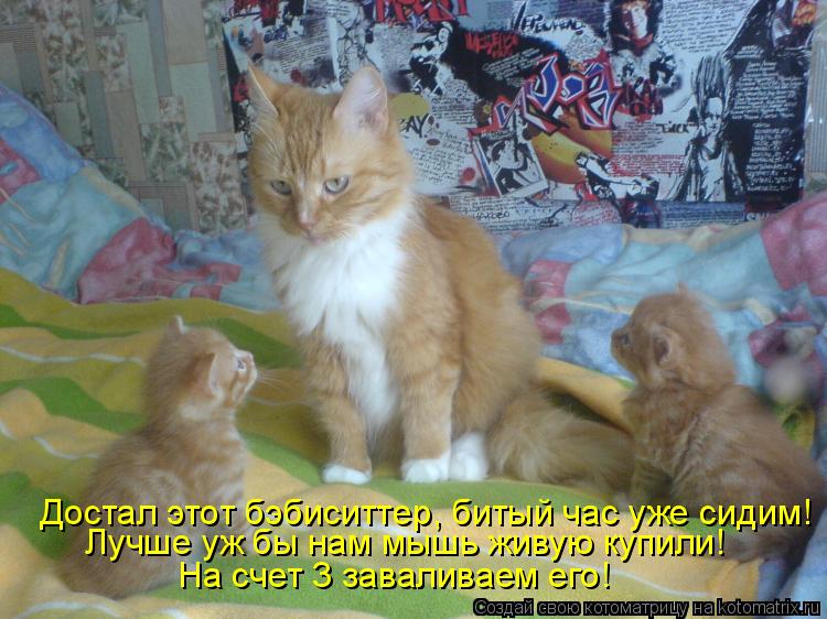 Котоматрица: Достал этот бэбиситтер, битый час уже сидим! Лучше уж бы нам мышь живую купили! На счет 3 заваливаем его!