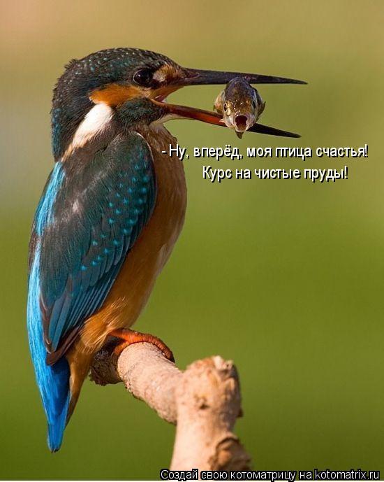 Котоматрица: - Ну, вперёд, моя птица счастья! Курс на чистые пруды!