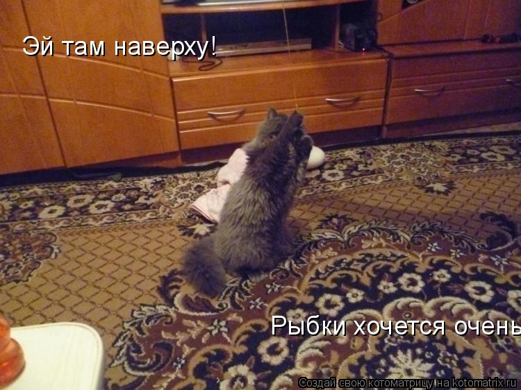 Котоматрица: Эй там наверху!  Рыбки хочется очень!