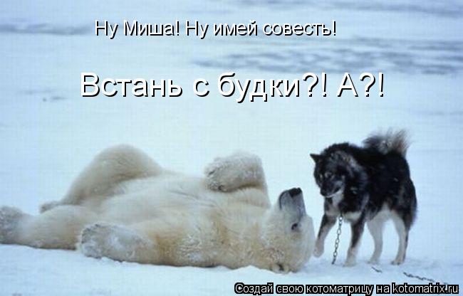 Котоматрица: Ну Миша! Ну имей совесть! Встань с будки?! А?!
