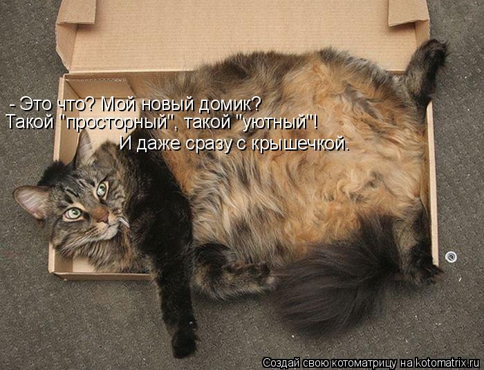 Котоматрица: - Это что? Мой новый домик? Такой "просторный", такой "уютный"! И даже сразу с крышечкой.