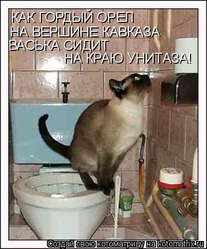 Котоматрица: КАК ГОРДЫЙ ОРЕЛ НА ВЕРШИНЕ КАВКАЗА ВАСЬКА СИДИТ НА КРАЮ УНИТАЗА!