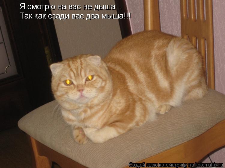 Я смотрю на вас не дыша... Так как сзади вас два мыша!!!... Котоматрица: Я смотрю на вас не дыша... Так как сзади вас два мыша!!!