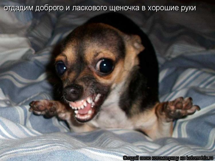 отдадим доброго и ласкового щеночка в хорошие руки... Котоматрица: отдадим доброго и ласкового щеночка в хорошие руки
