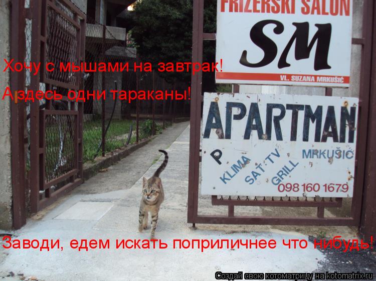 Заводи, едем искать поприличнее что нибудь! Хочу с мышами на завтрак! A здесь одни тараканы!... Котоматрица: Заводи, едем искать поприличнее что нибудь! Хочу с мышами на завтрак! A здесь одни тараканы!