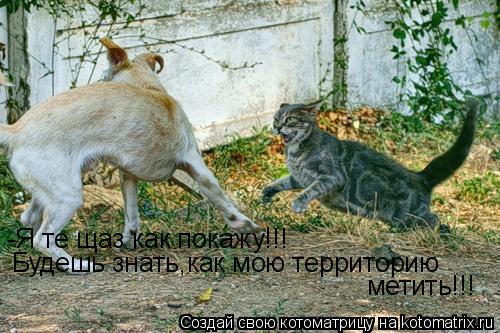 -Я те щаз как покажу!!! Будешь знать,как мою территорию метить!!!... Котоматрица: -Я те щаз как покажу!!! Будешь знать,как мою территорию метить!!!