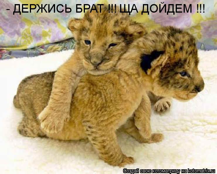 - ДЕРЖИСЬ БРАТ !!! ЩА ДОЙДЕМ !!!... Котоматрица: - ДЕРЖИСЬ БРАТ !!! ЩА ДОЙДЕМ !!!