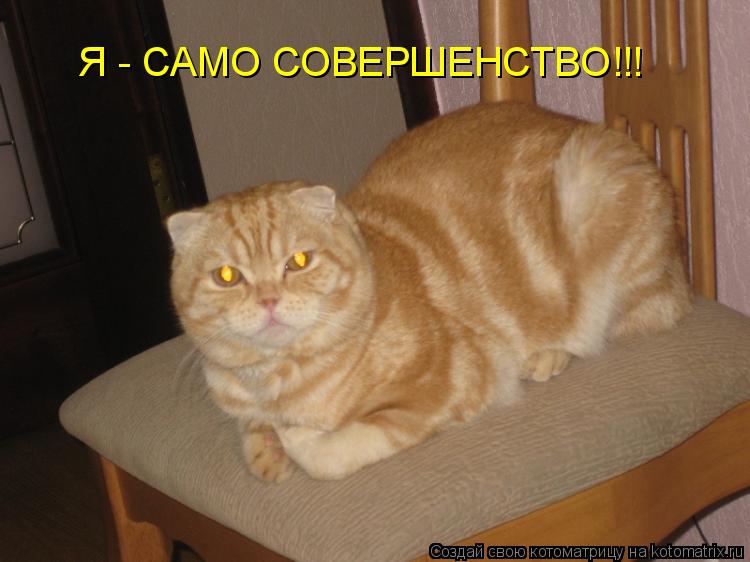 Я - САМО СОВЕРШЕНСТВО!!!... Котоматрица: Я - САМО СОВЕРШЕНСТВО!!!