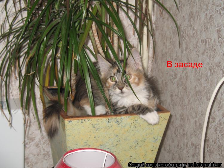 В засаде... Котоматрица: В засаде