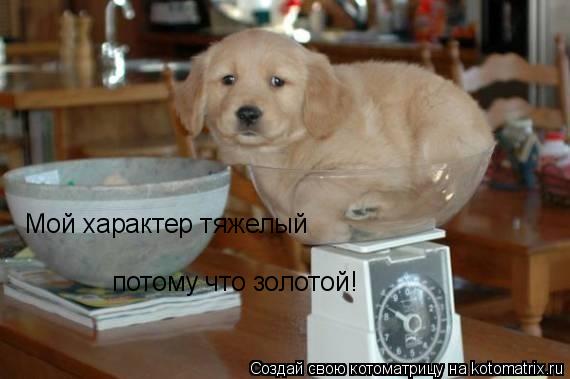 Мой характер тяжелый потому что золотой!... Котоматрица: Мой характер тяжелый потому что золотой!
