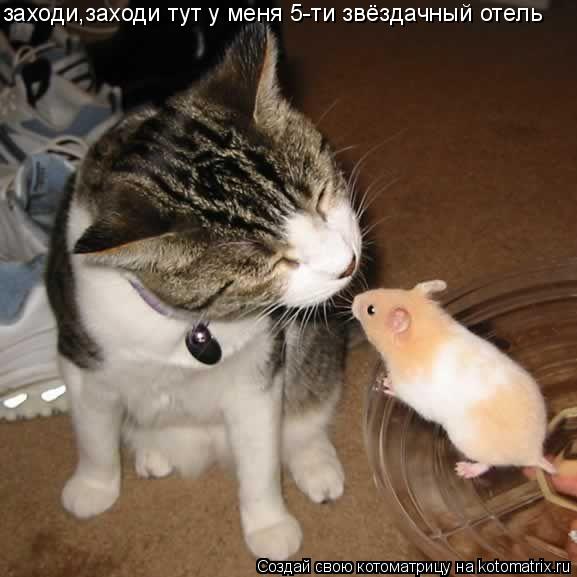 заходи,заходи тут у меня 5-ти звёздачный отель... Котоматрица: заходи,заходи тут у меня 5-ти звёздачный отель