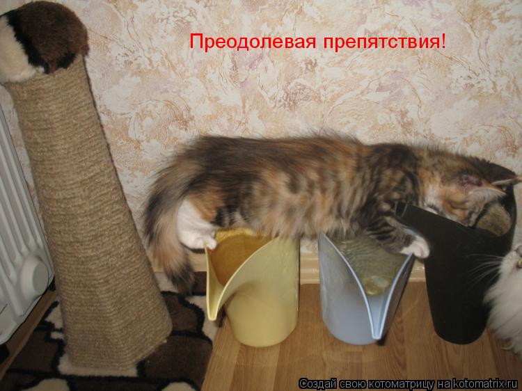 Преодолевая препятствия!... Котоматрица: Преодолевая препятствия!