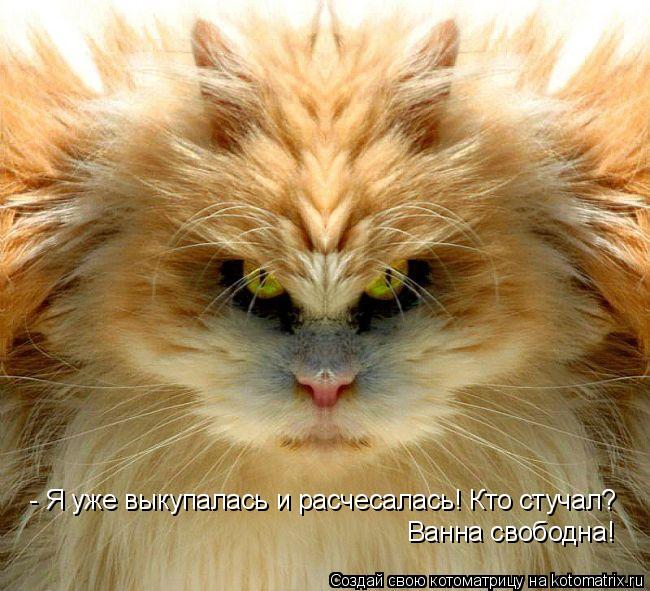 Котоматрица: - Я уже выкупалась и расчесалась! Кто стучал? Ванна свободна!