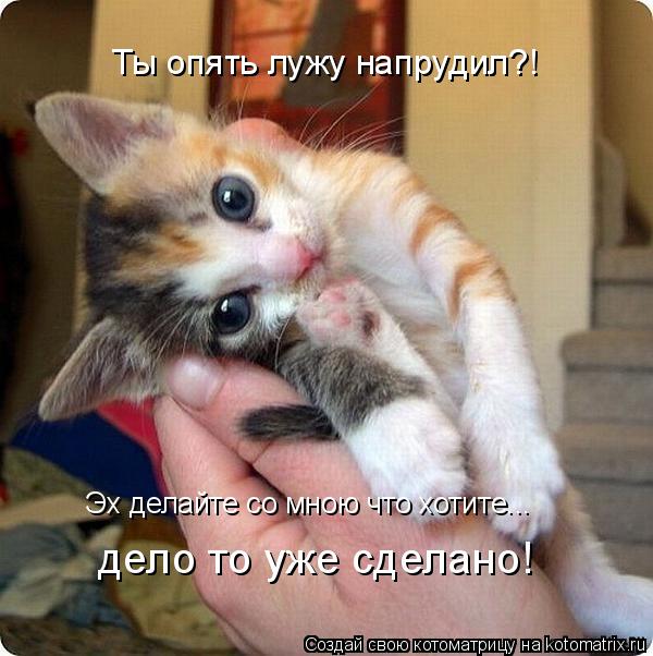 Котоматрица: Эх делайте со мною что хотите... дело то уже сделано! Ты опять лужу напрудил?!