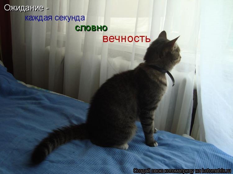 Котоматрица: Ожидание -  каждая секунда словно вечность