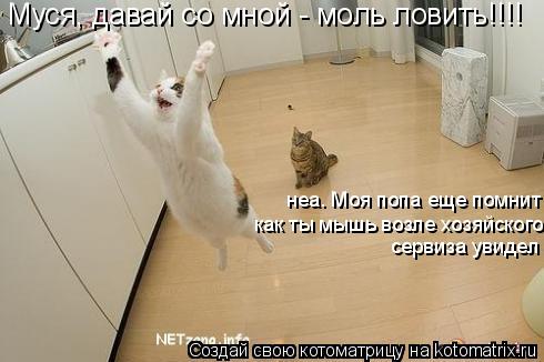 Котоматрица: Муся, давай со мной - моль ловить!!!! неа. Моя попа еще помнит как ты мышь возле хозяйского  сервиза увидел