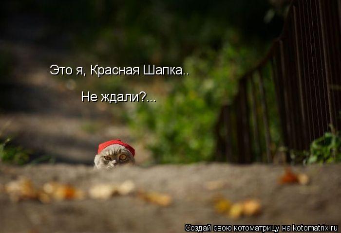 Котоматрица: Это я, Красная Шапка.. Не ждали?...