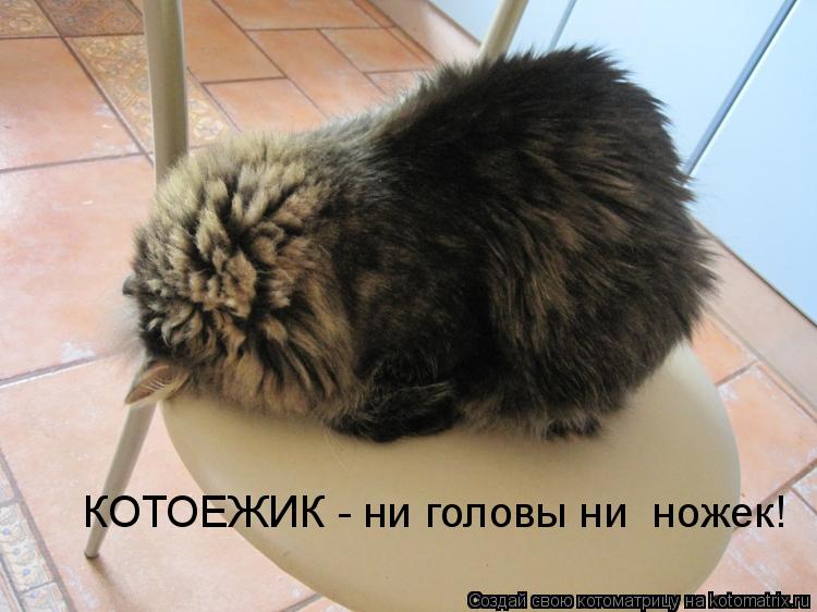 Котоматрица: КОТОЕЖИК - ни головы ни  ножек!