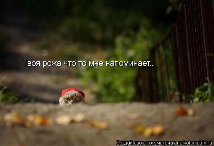 Котоматрица: Твоя рожа что то мне напоминает...