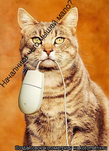 Котоматрица: Началника чего мышей мало?