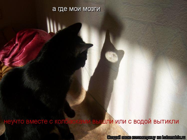 Котоматрица: а где мои мозги неучто вместе с колбасками вышли или с водой вытикли