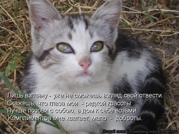 Лишь взгляну - уже не сможешь взгляд свой отвести. Скажешь, что глаза мои - редкой красоты ... Лучше... Котоматрица: Лишь взгляну - уже не сможешь взгляд свой отвести. Скажешь, что глаза мои - редкой красоты ... Лучше позови с собою, в дом к себе возьми. Компли
