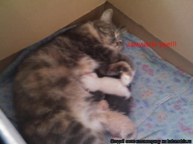 Котоматрица: -замучали уже!!!