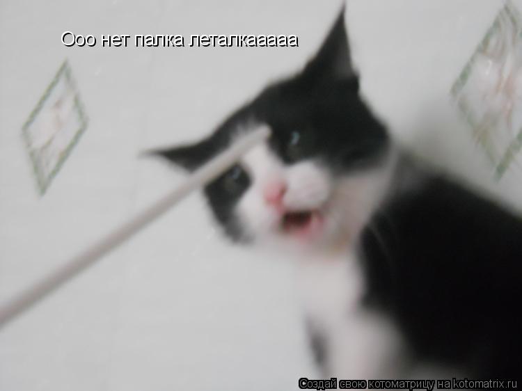Ооо нет палка леталкааааа... Котоматрица: Ооо нет палка леталкааааа