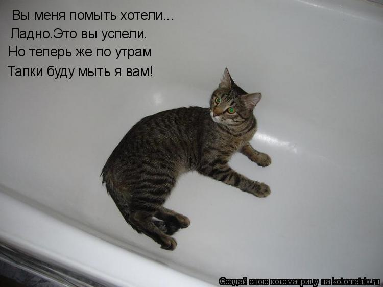 Котоматрица: Вы меня помыть хотели... Ладно.Это вы успели. Но теперь же по утрам Тапки буду мыть я вам!