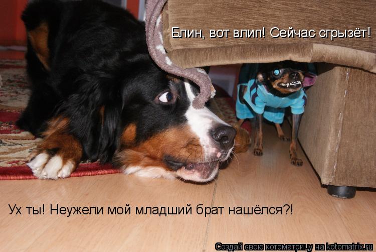 Котоматрица: Блин, вот влип! Сейчас сгрызёт! Ух ты! Неужели мой младший брат нашёлся?!