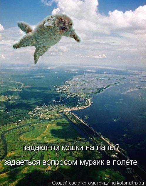 Котоматрица: падают ли кошки на лапы? задаёться вопросом мурзик в полёте