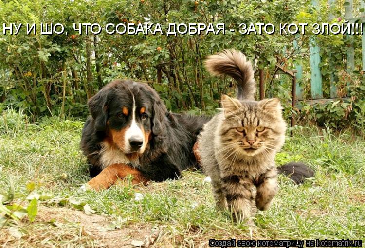 Котоматрица: НУ И ШО, ЧТО СОБАКА ДОБРАЯ - ЗАТО КОТ ЗЛОЙ!!!