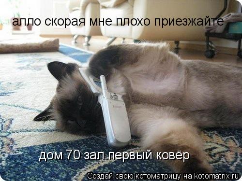 Котоматрица: алло скорая мне плохо приезжайте дом 70 зал первый ковёр