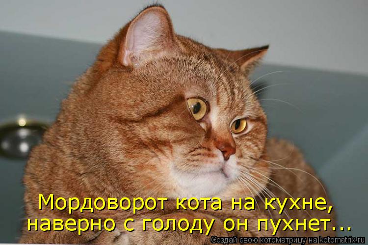 Котоматрица: Мордоворот кота на кухне, наверно с голоду он пухнет...