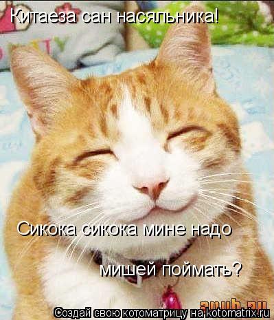 Котоматрица: Китаеза сан насяльника! Сикока сикока мине надо мишей поймать?