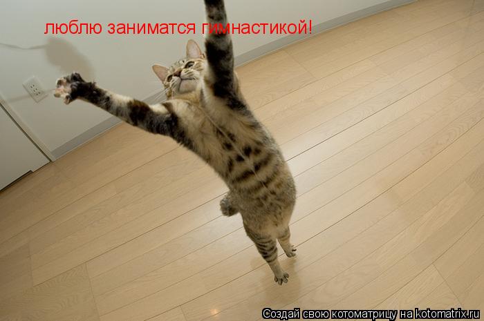 Котоматрица: люблю заниматся гимнастикой!