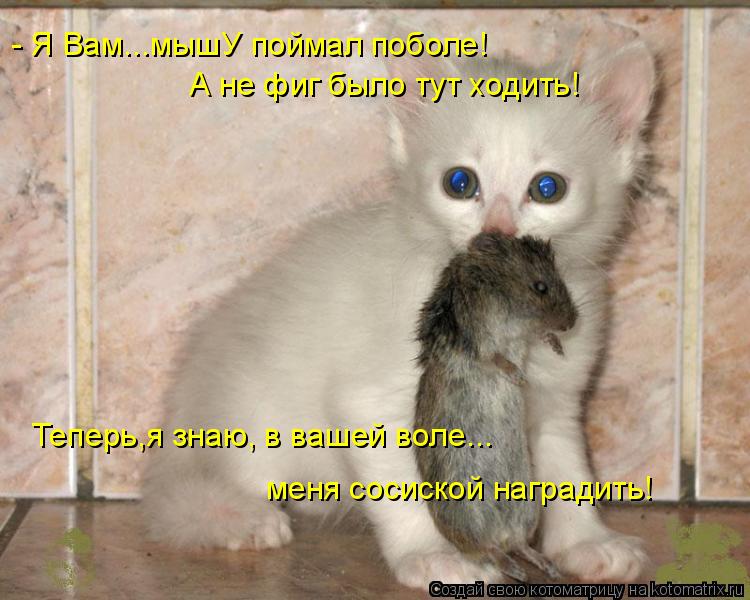 - Я Вам...мышУ поймал поболе! А не фиг было тут ходить! Теперь,я знаю, в вашей воле... меня сосиской ... Котоматрица: - Я Вам...мышУ поймал поболе! А не фиг было тут ходить! Теперь,я знаю, в вашей воле... меня сосиской наградить!