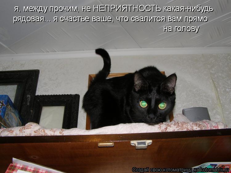 Котоматрица: я, между прочим, не НЕПРИЯТНОСТЬ какая-нибудь рядовая... я счастье ваше, что свалится вам прямо  на голову