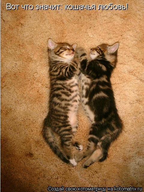 Котоматрица: Вот что значит: кошачья любовь!