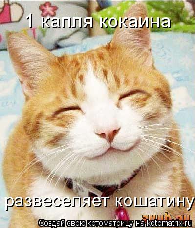 Котоматрица: 1 капля кокаина развеселяет кошатину