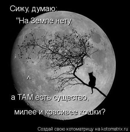 Котоматрица: Сижу, думаю: "На Земле нету, а ТАМ есть существо, милее и красивее кошки? >