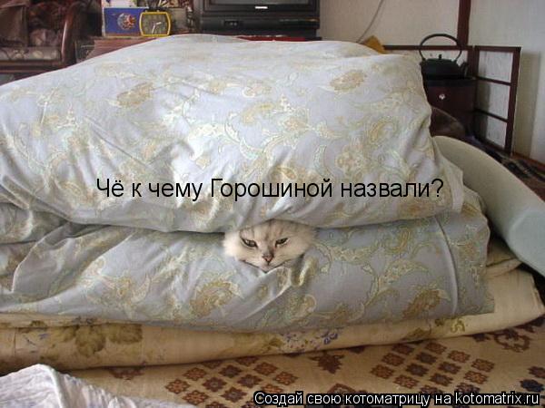 Котоматрица: Чё к чему Горошиной назвали?
