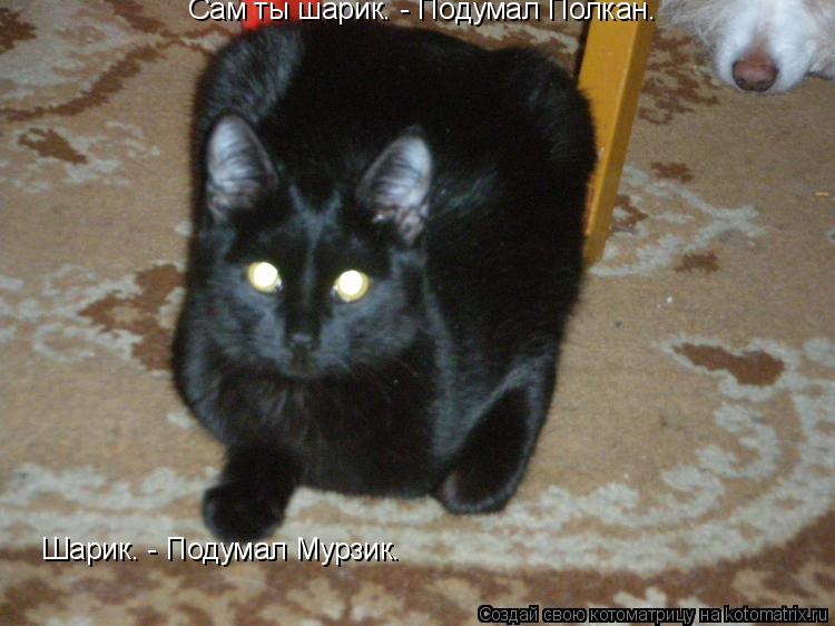 Котоматрица: Сам ты шарик. - Подумал Полкан. Шарик. - Подумал Мурзик.