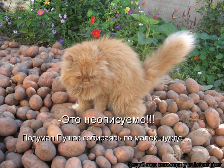 Котоматрица: -Это неописуемо!!! Подумал Пушок собираясь по малой нужде...