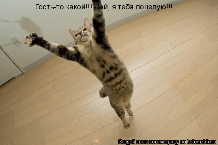 Котоматрица: Гость-то какой!!! Дай, я тебя поцелую!!!