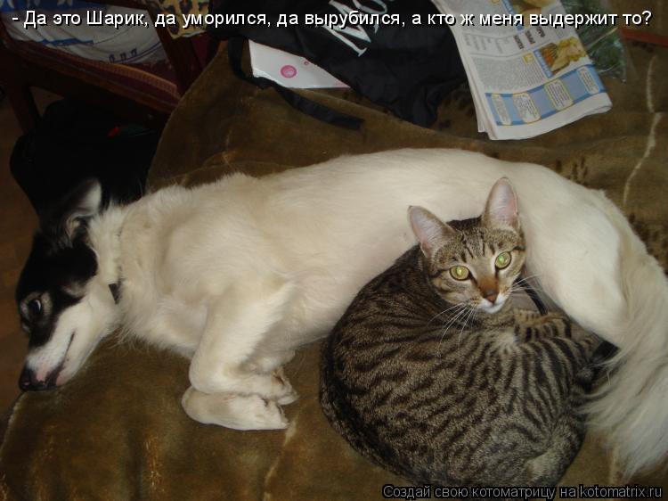 Котоматрица: - Да это Шарик, да уморился, да вырубился, а кто ж меня выдержит то?