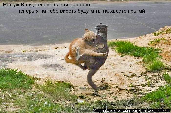 Котоматрица: Нет уж Вася, теперь давай наоборот: теперь я на тебе висеть буду, а ты на хвосте прыгай!